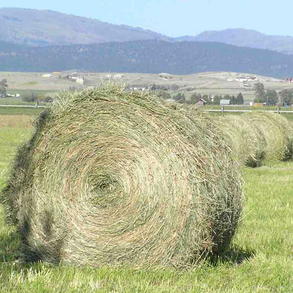 Foraggio-per-il-bestiame