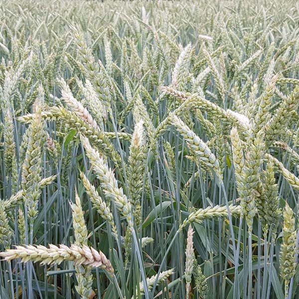 grano-foraggero