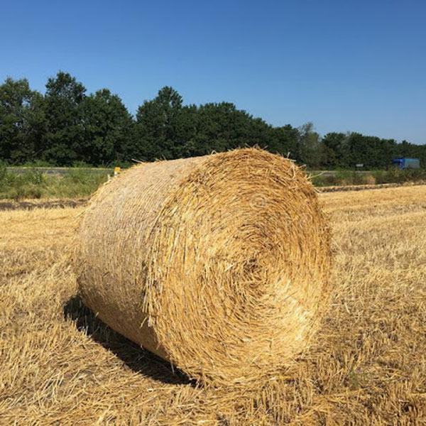 paglia-da-campo